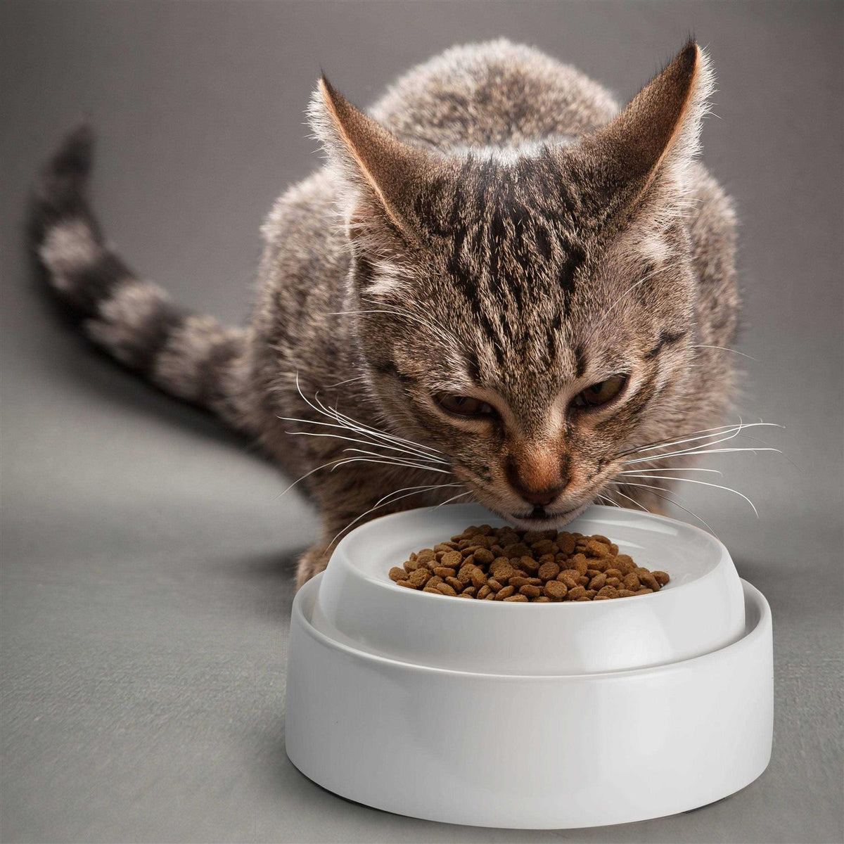 Whisker Stress Free Cat Food Bowl V97422