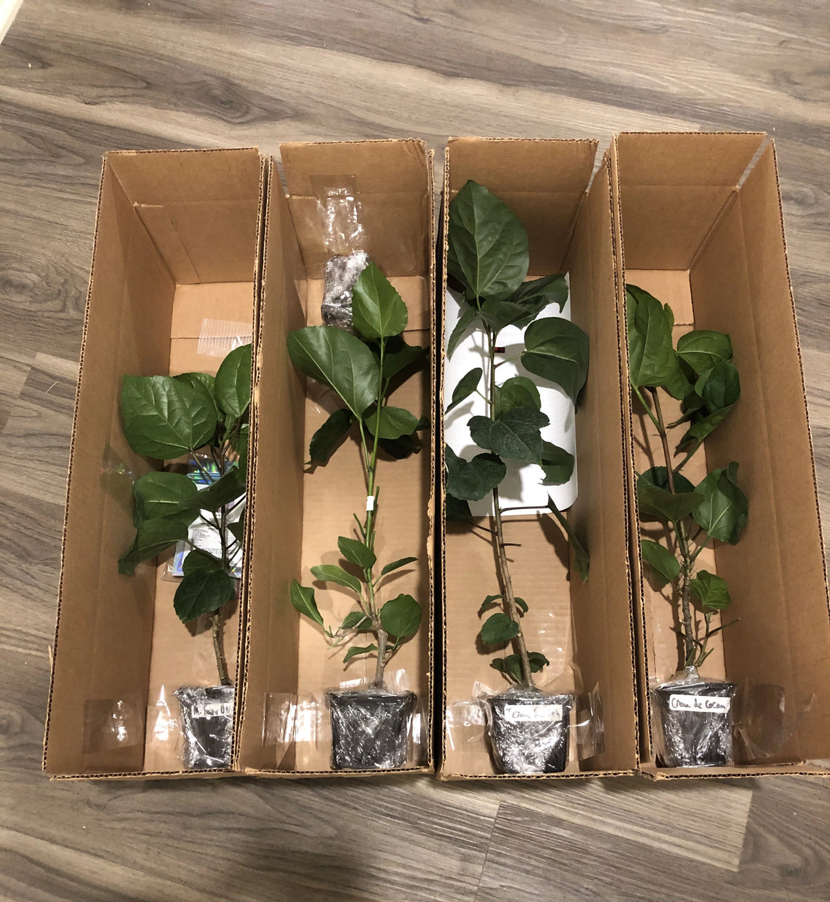 Live Plant 4" pot L251821