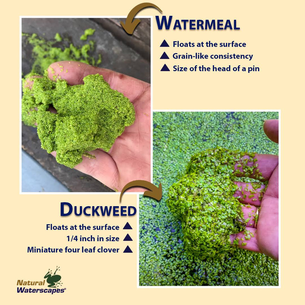 Duckweed Destroyer Package L315