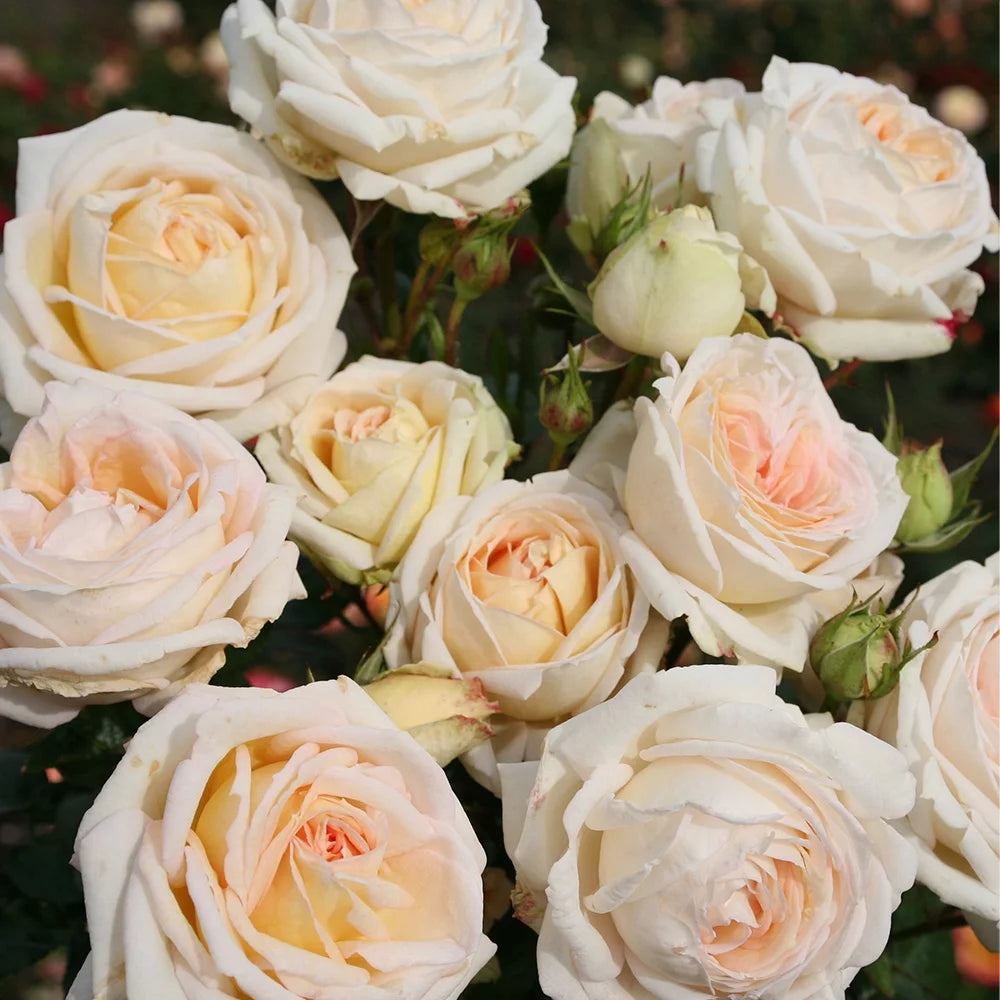 Live Rose Plant S62673