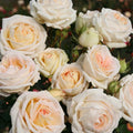 Live Rose Plant S62673