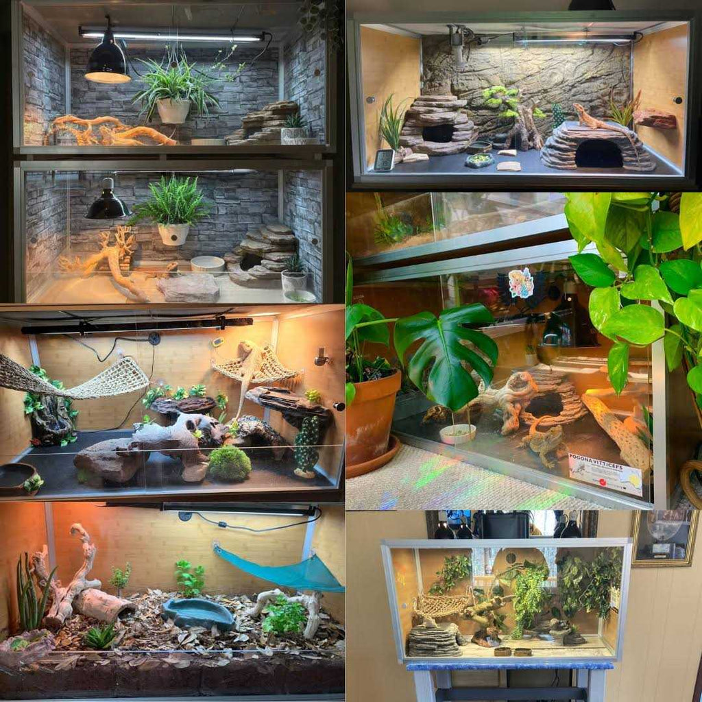 4x2x2 Wood Reptile Enclosure M505674