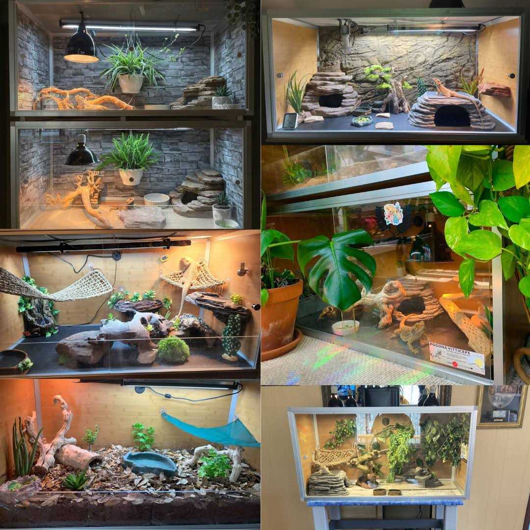 4x2x2 Wood Reptile Enclosure M505674