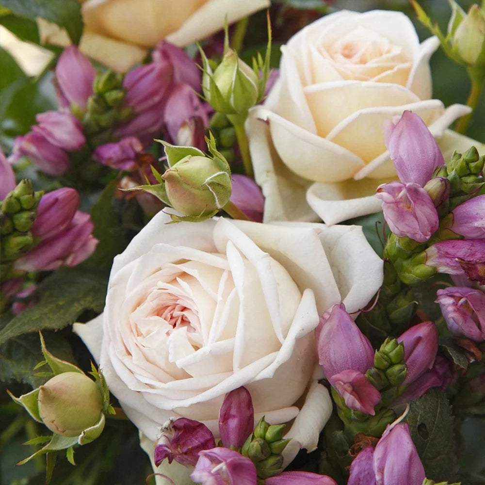Live Rose Plant S62673