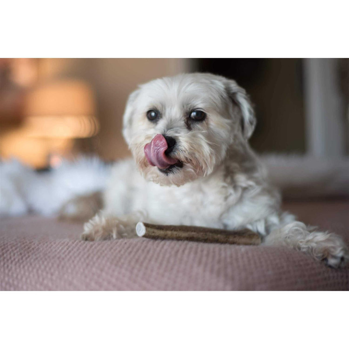 Elk Antler Dog Chew D794