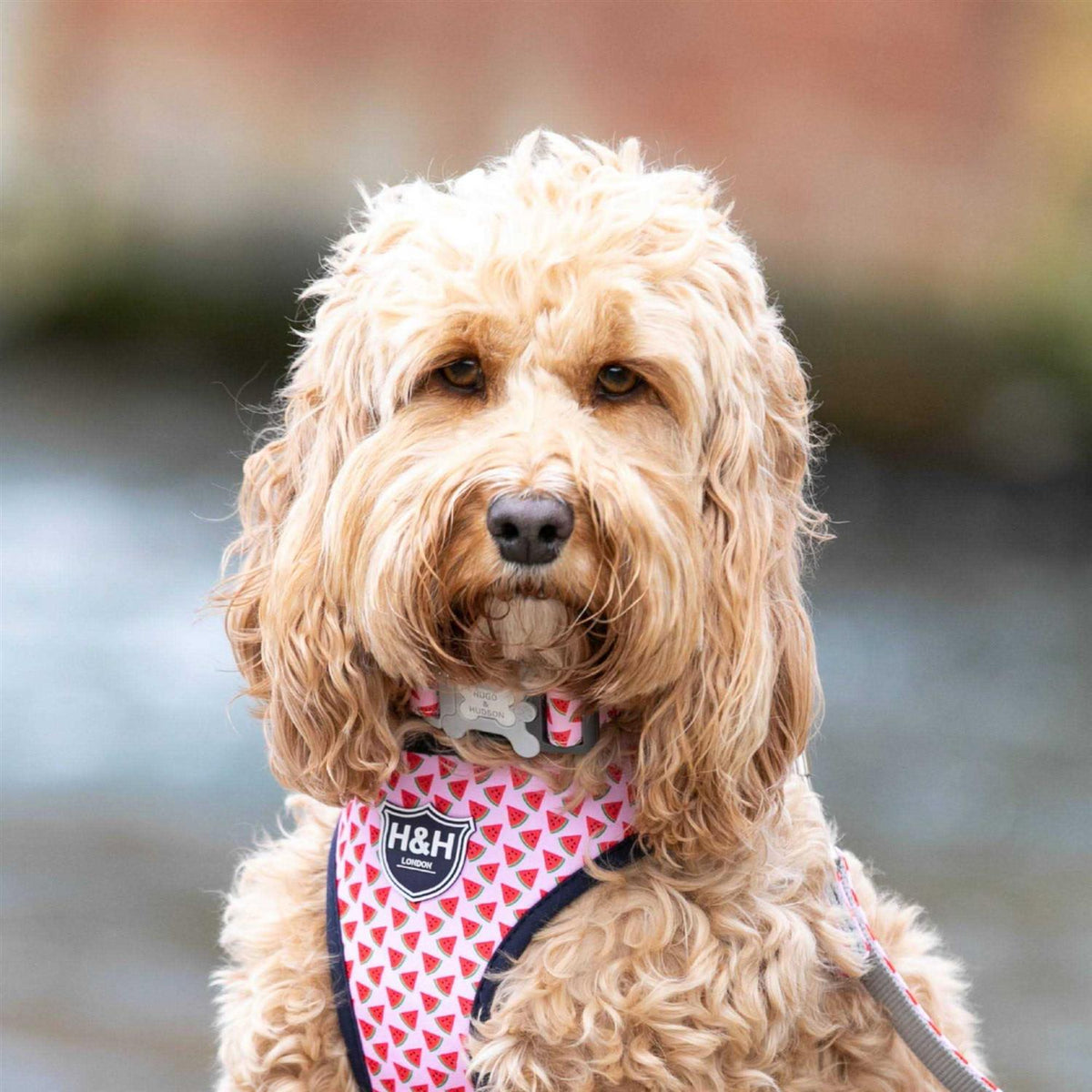 Fabric Nylon Dog Collar T8915