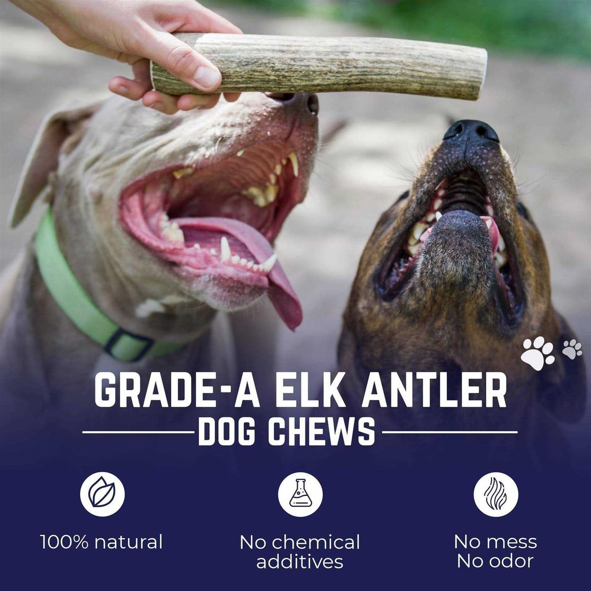 Elk Antler Dog Chew D794