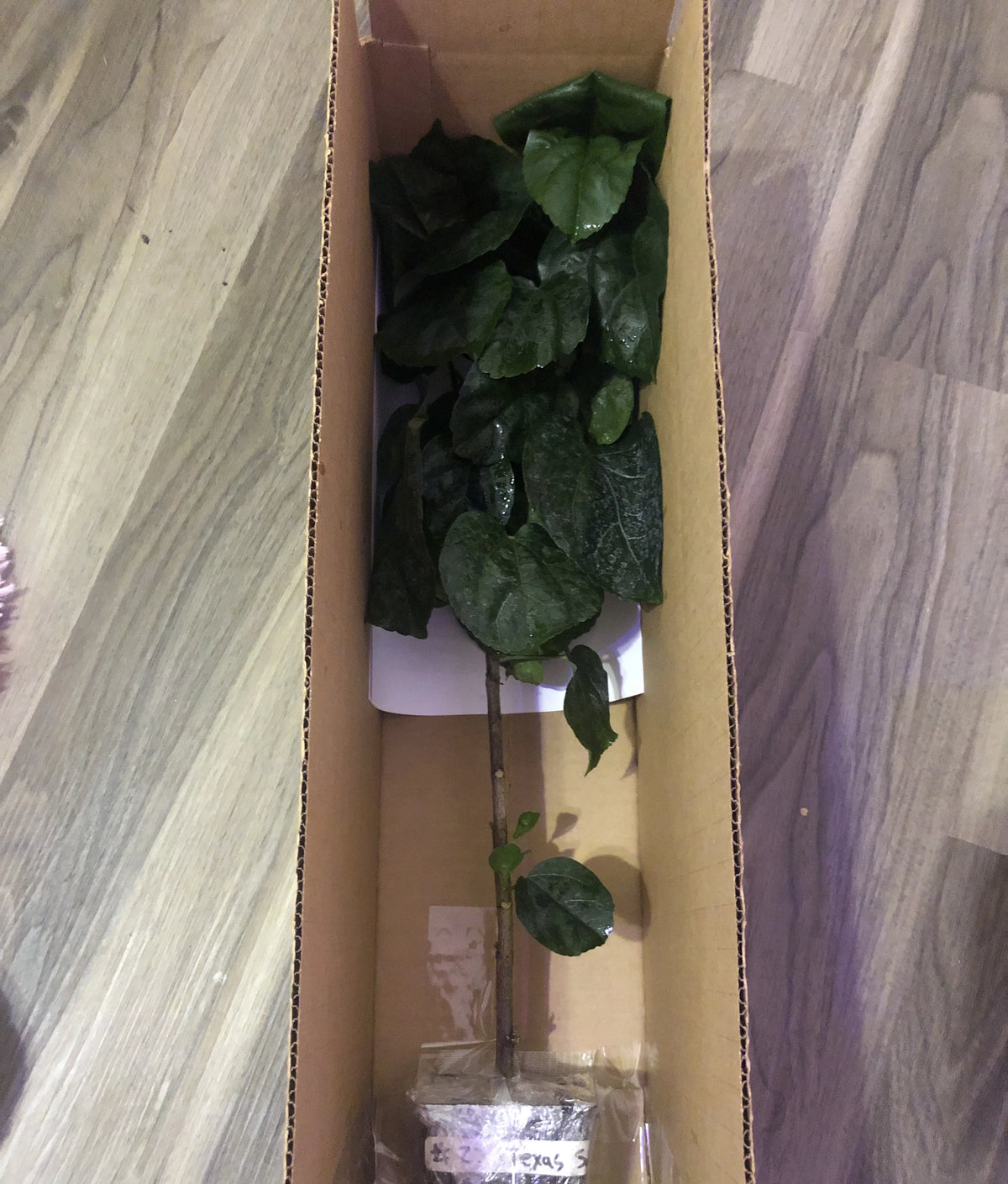 Live Plant 4" pot L251821