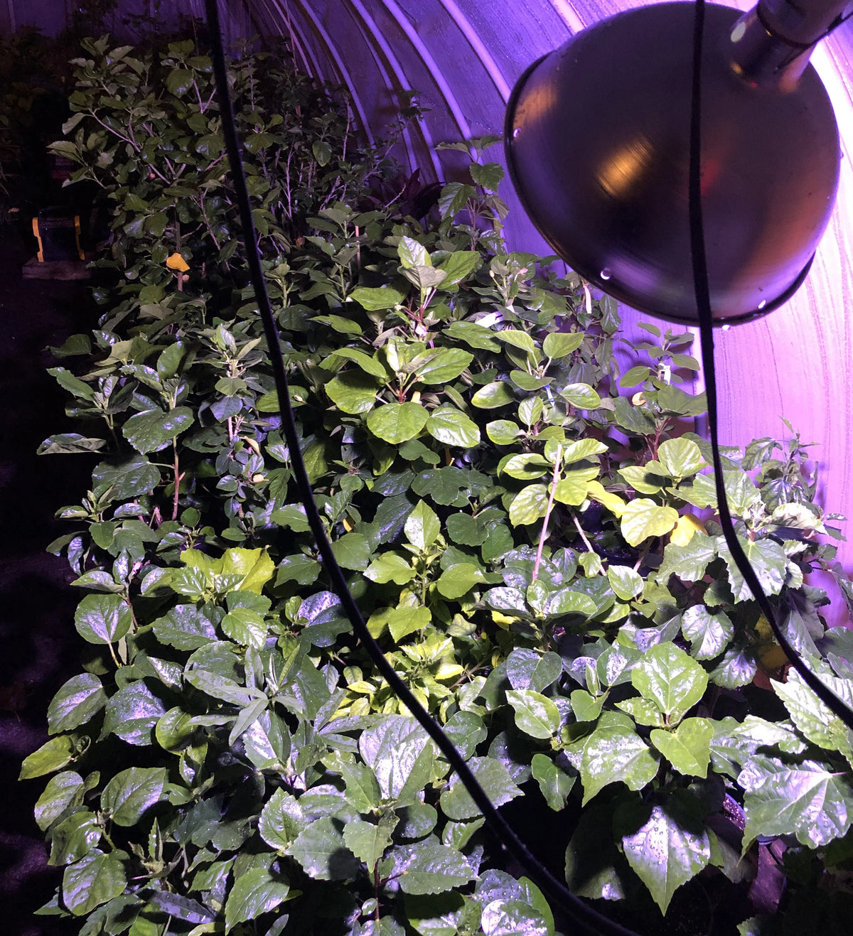 Live Plant 4" pot L251821