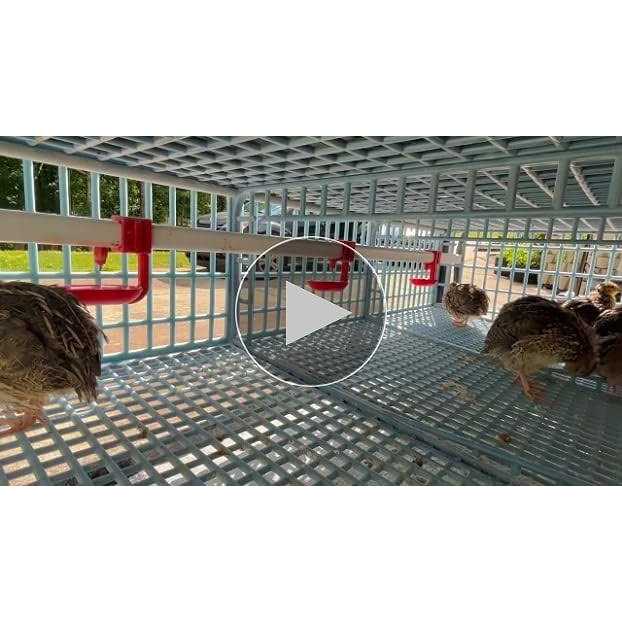 2 Section Quail Cage N565292