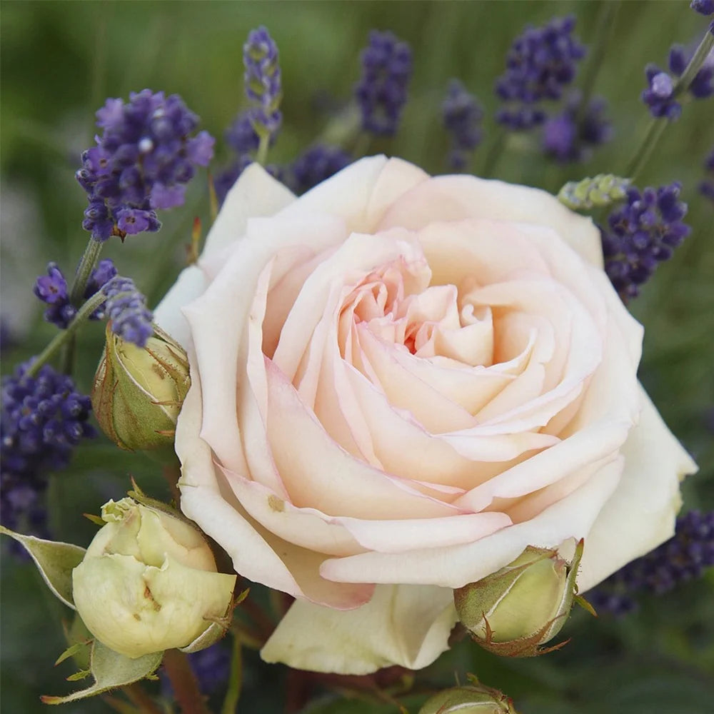 Live Rose Plant S62673