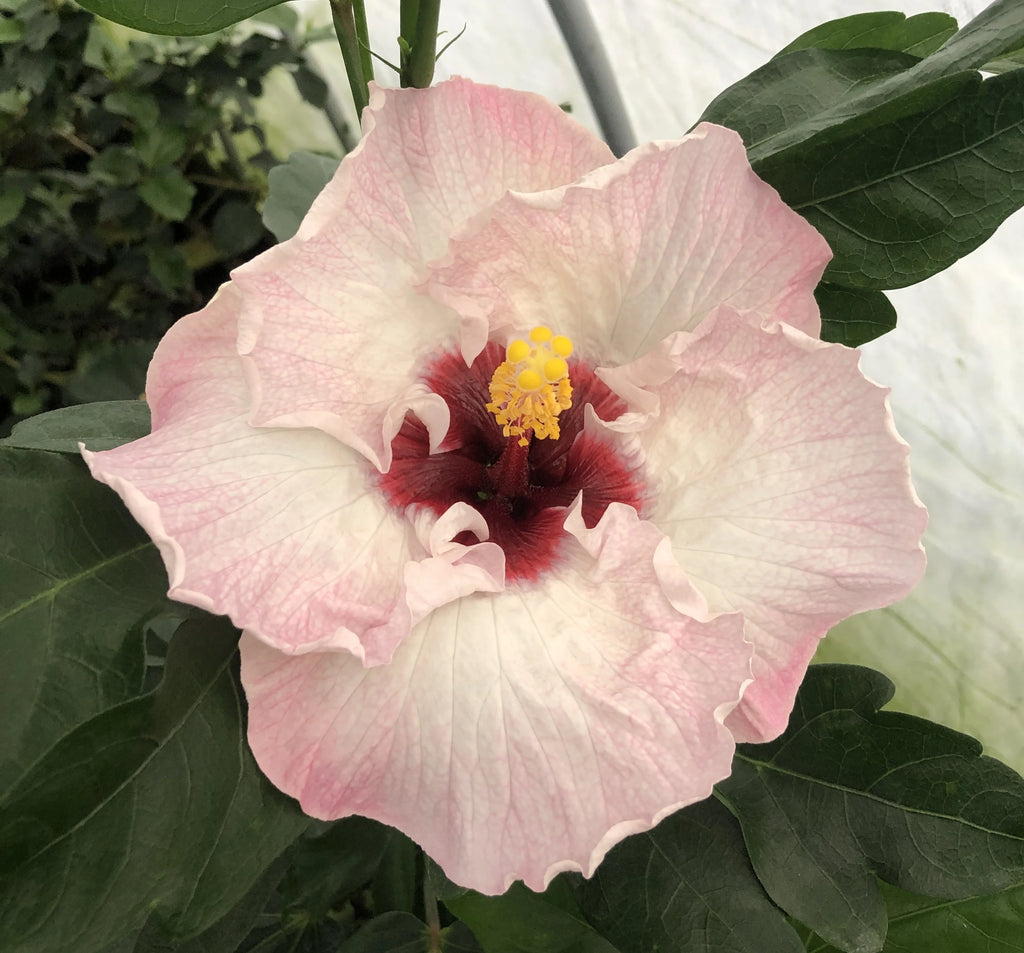 Live Plant 4" pot L251821