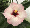 Live Plant 4" pot L251821