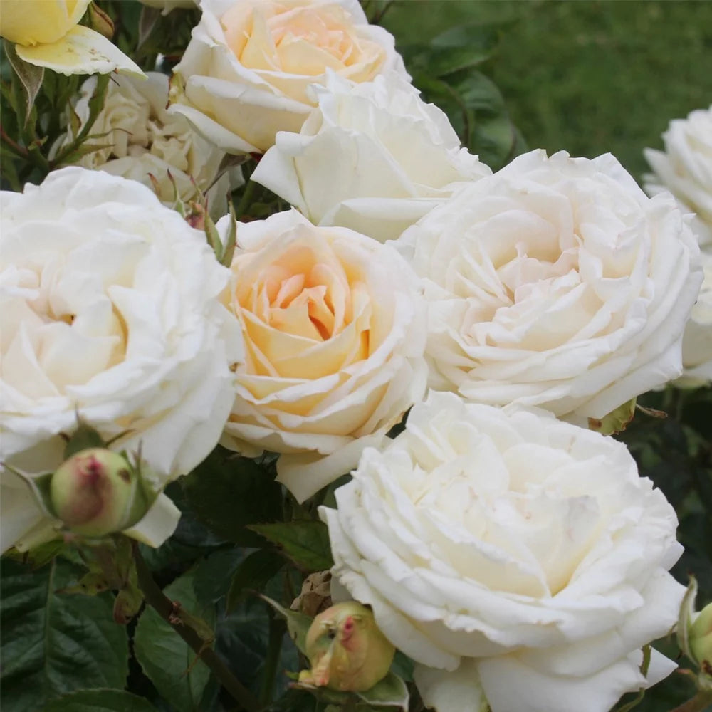 Live Rose Plant S62673