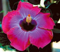 Tropical Hibiscus Starter Plant Bare Root S5854
