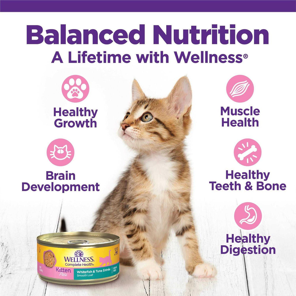 Kitten Canned Wet Cat Food Y596336