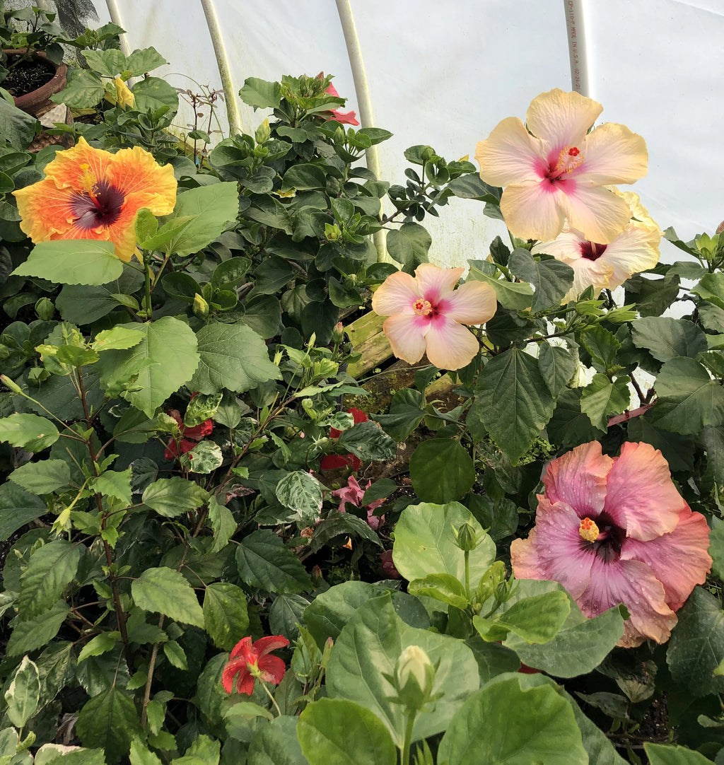 Live Plant 4" pot L251821