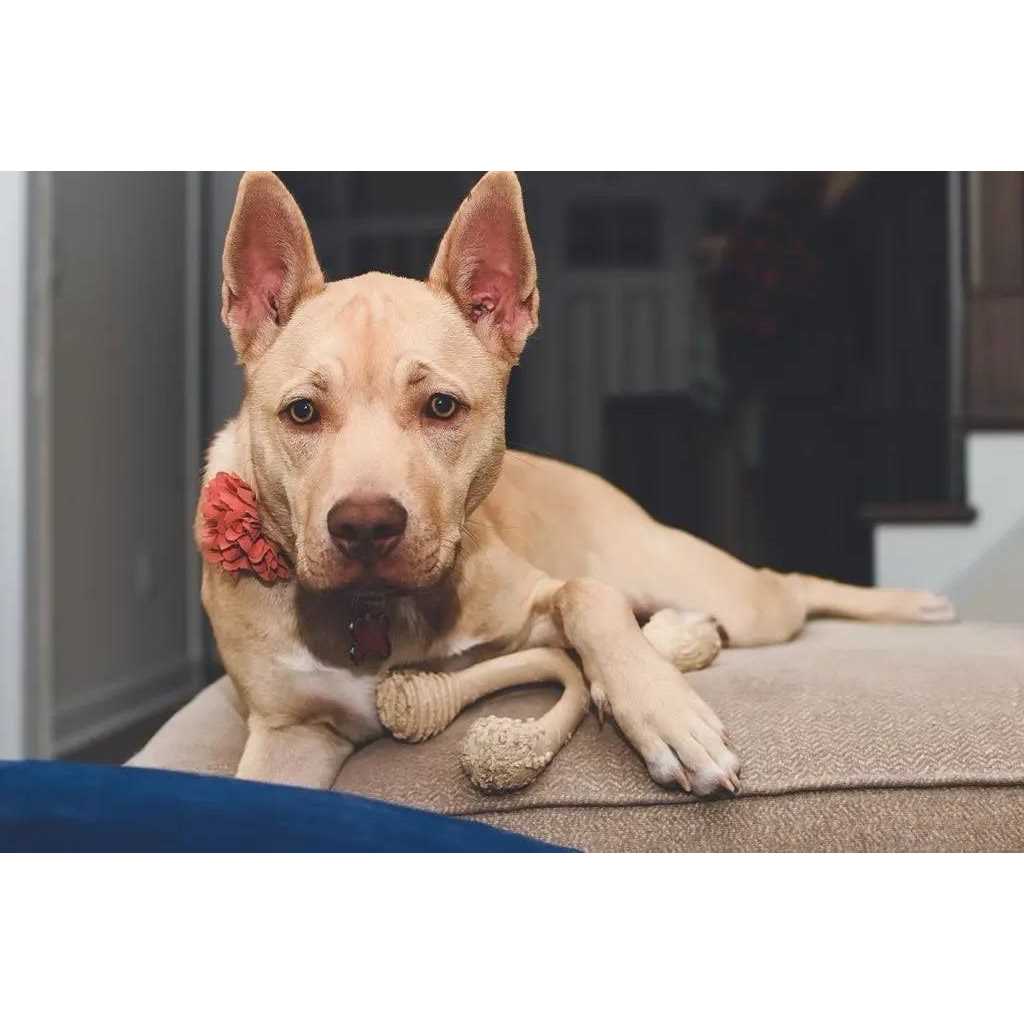 Tough Dog Chew Beef O4386