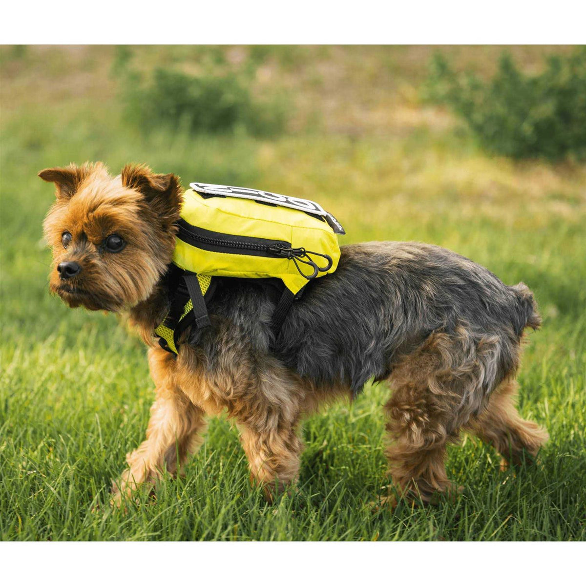 Walk On with Harness & Storage F105